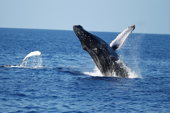 View wild humpback whales